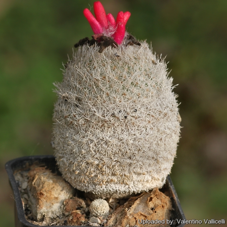 Epithelanta greggi